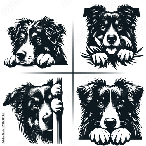 Peeking Australian Shepherd Clipart, Peeking Paws, Dog Breed, K-9, Animal Pet Vector 
