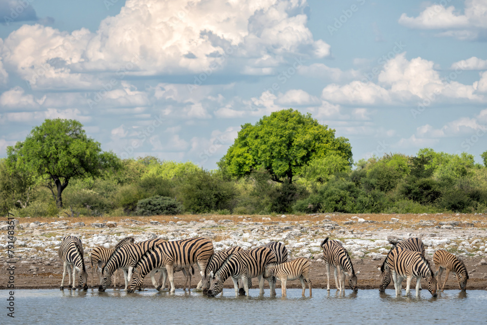 Naklejka premium Zebra drinking from a waterhole in Etosha National Park in Namibia