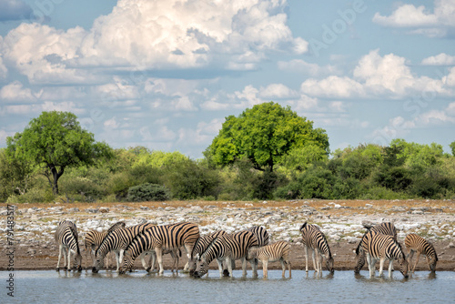 Zebra drinking from a waterhole in Etosha National Park in Namibia