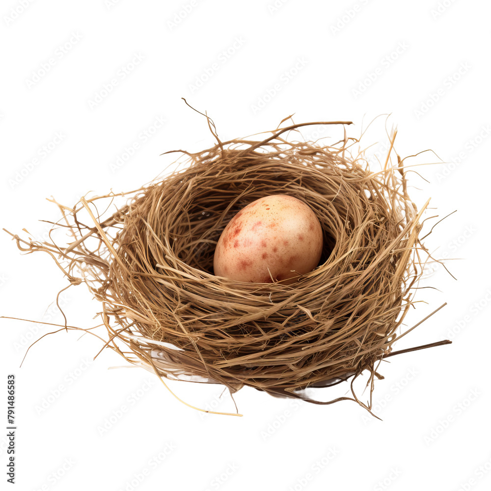 Beautiful Robins Nest Isolated On White Backgorund Beautiful Robins Nest Isolated On White Backgorund