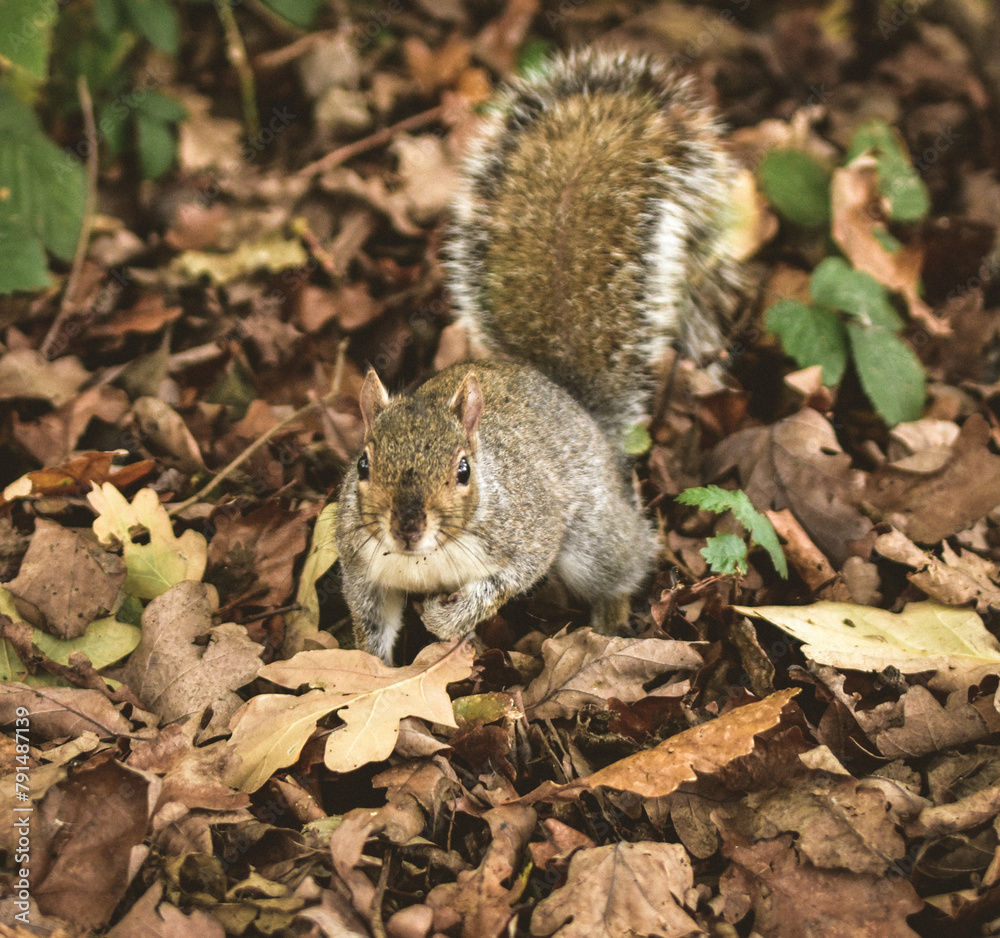 Wild squirrel in the park with autumn leaves Wild squirrel in the park with autumn leaves