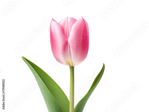 Pink tulip flower isolated on white  floral design element  illustration generated ai 