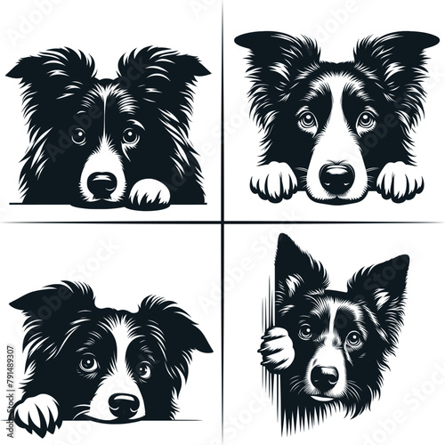 PEEKING BORDER COLLIE Svg, Peeking Border Collie Clipart, Peeking Border Collie Dog Svg Files For Cricut