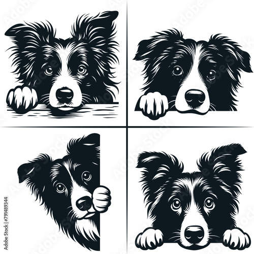 PEEKING BORDER COLLIE Svg, Peeking Border Collie Clipart, Peeking Border Collie Dog Svg Files For Cricut