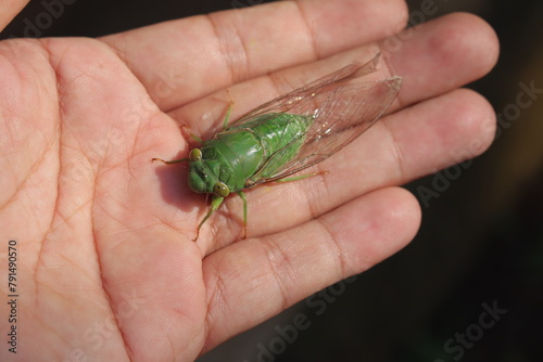 close up of green katydids or cicadidae with transparent wings © upen