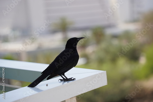 Tristram's starling (Onychognathus tristramii) sitting on the edge of balcony photo