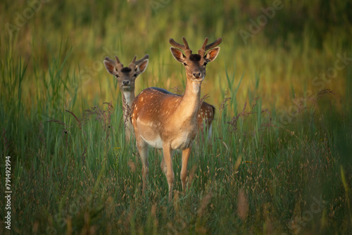 Two young male fallow deer in the sunlight looking at the camera