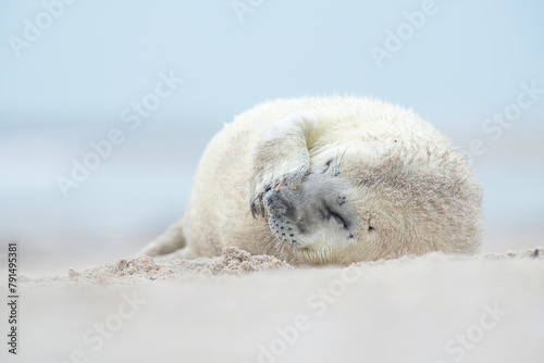 Cute white baby of a grey seal lying on a beach making a funny face