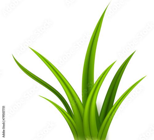 Green grass silhouette isolated on transparent background