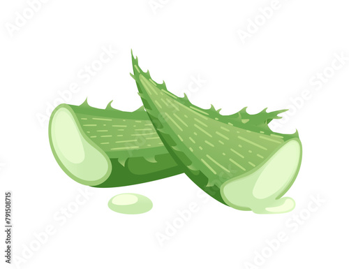 Aloe vera with juice drop green plant ready for medical treatment vector illustration isolated on white background
