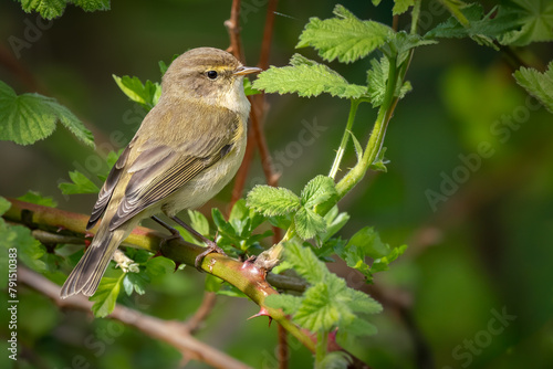 Chiffchaff perched on a branch with green leaves
