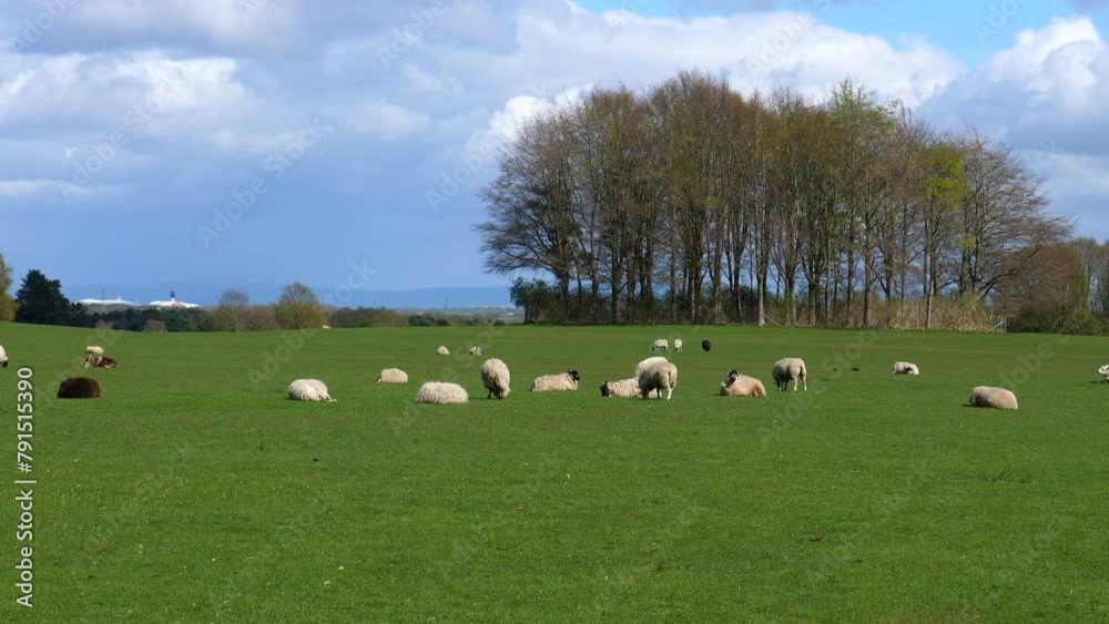Picturesque landscape pan of sheep grazing grass or resting on hills in a beautiful English countryside. Picturesque landscape pan of sheep grazing grass or resting on hills in a beautiful English countryside.