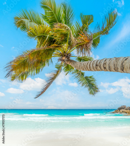 Palm tree in a tropical beach with white sand