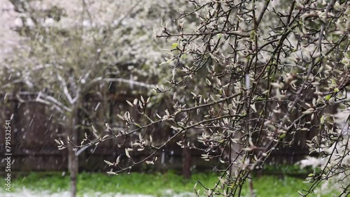 Natural footage of snowing in spring, unedited, natural color shot with trees in snow, , pear tree in the foreground . High quality 4k footage