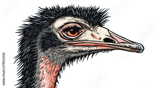 Portrait of a wild ostrich big flightless bird 