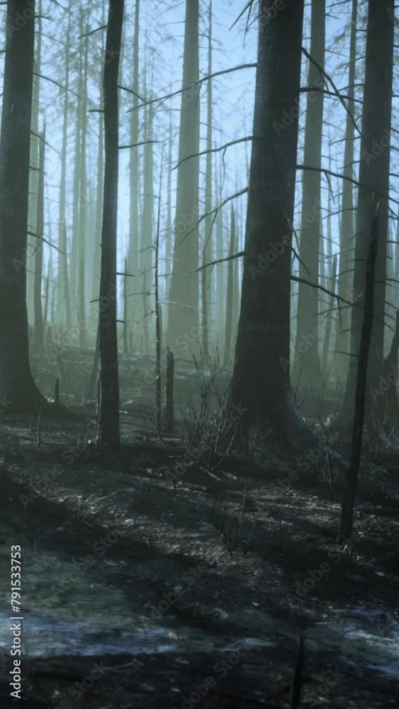 Smoke in forest caused by deforestation Smoke in forest caused by deforestation
