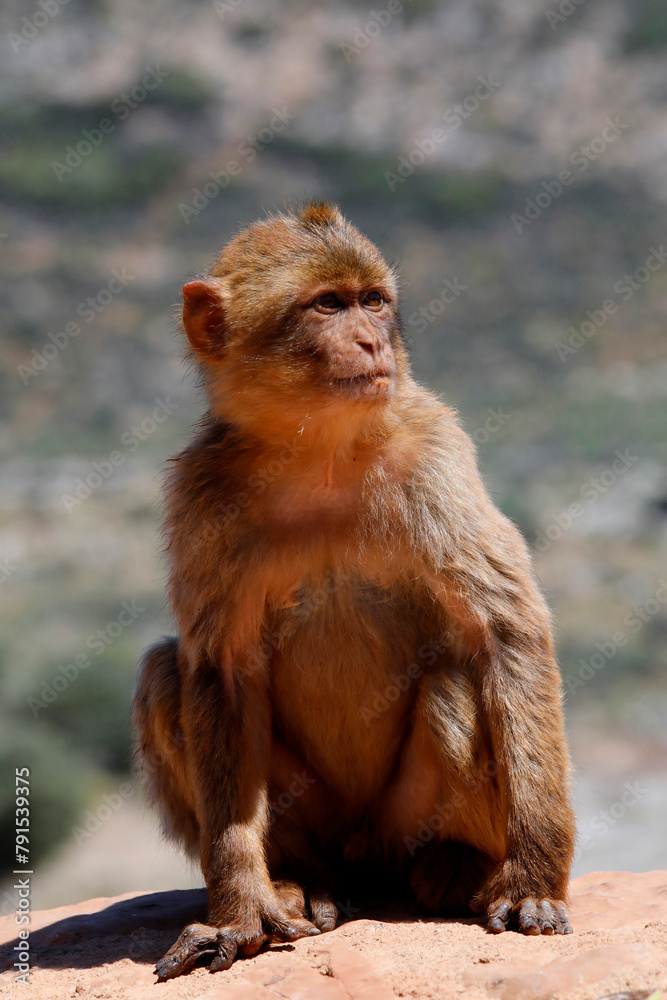 Berberaffe (Macaca sylvanus) auch Magot, Makakenart 