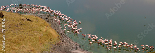 Rosa Flamingos (Phoenicopterus roseus) am Momella See im Arusha Nationalpark Tansania, Afrika, Panorama
