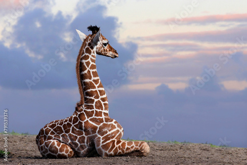 Giraffen (Giraffa) Jungtier ruht in der Steppe 