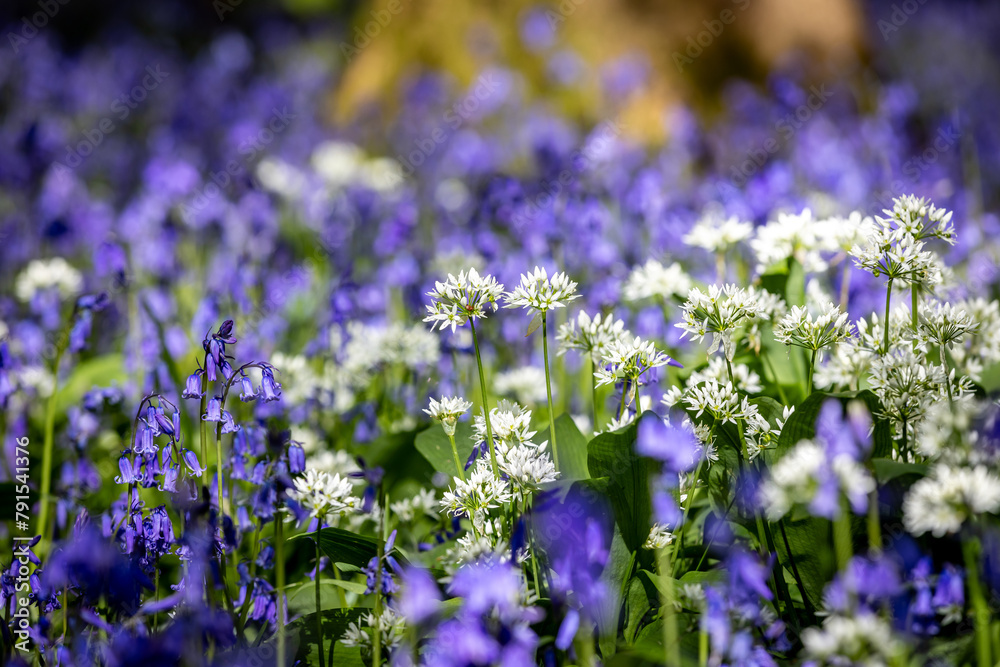 Obraz premium An abundance of wild garlic and bluebells growing in Sussex woodland, on a sunny spring day