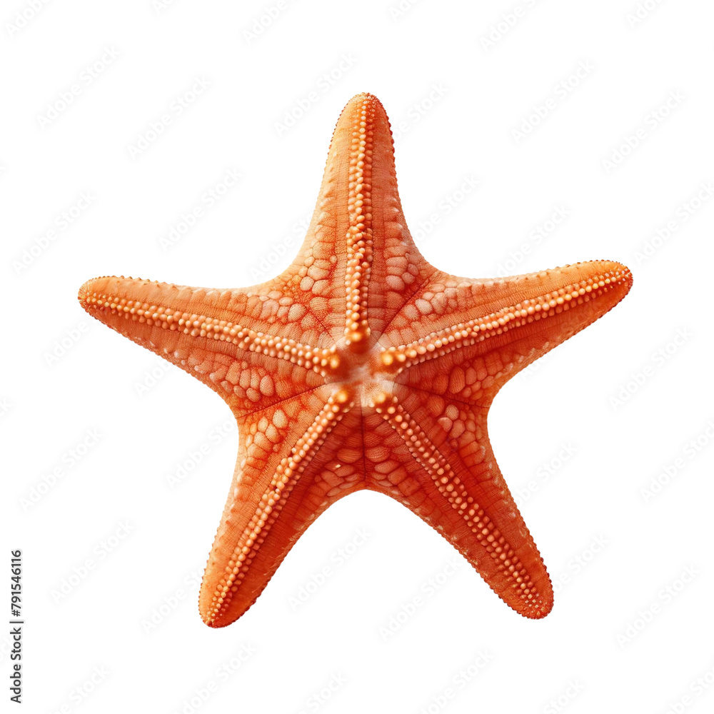 Beautiful Stellar Starfish Isolated On White Background Beautiful Stellar Starfish Isolated On White Background