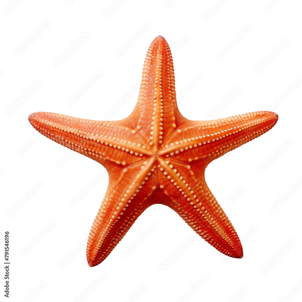 Beautiful Stellar Starfish Isolated On White Background Beautiful Stellar Starfish Isolated On White Background