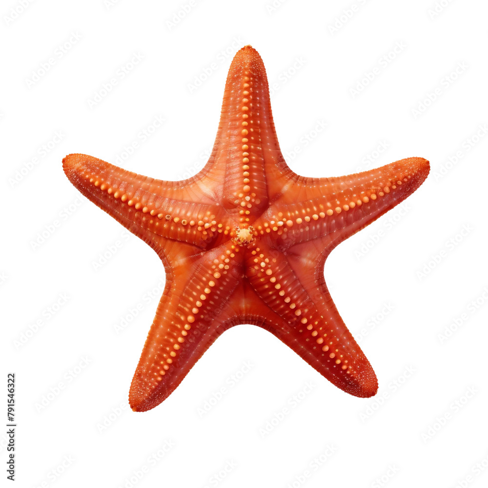 Beautiful Stellar Starfish Isolated On White Background Beautiful Stellar Starfish Isolated On White Background
