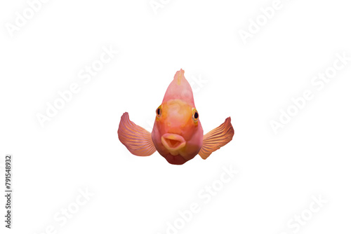 Close-up of a red parrot cichlid photographed from the front, isolated on transparent background, png file.