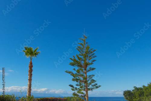 Palm and fir on the sea coast. Crowns and green leaves of two trees and blue sky. Summer vacations and traveling. Tropical paradise with ocean view in Tenerife island. Canary islands, Spain