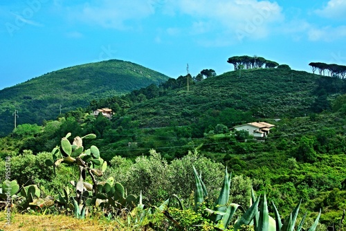 Italy-view on the meadow with opuncie in town Rio Nell´elba on the island of Elba