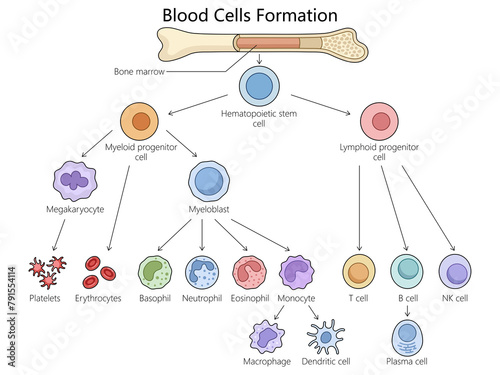 Human hematopoiesis blood cell formation from bone marrow, hematopoietic stem cells differentiation structure diagram hand drawn schematic raster illustration. Medical science educational illustration photo