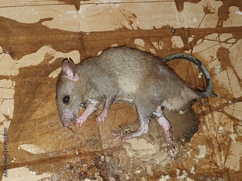 Rat trapped on glued board, pest control photo