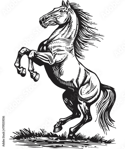 horse standing rearing up engraving black and white outline