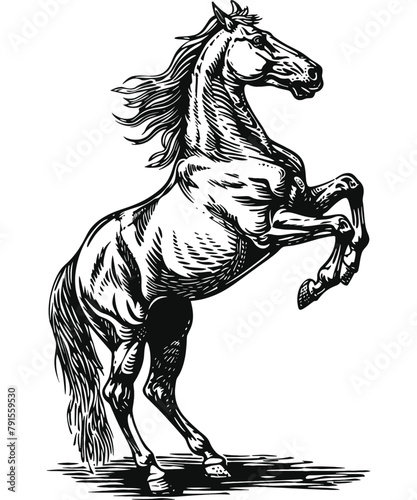 horse standing rearing up engraving black and white outline