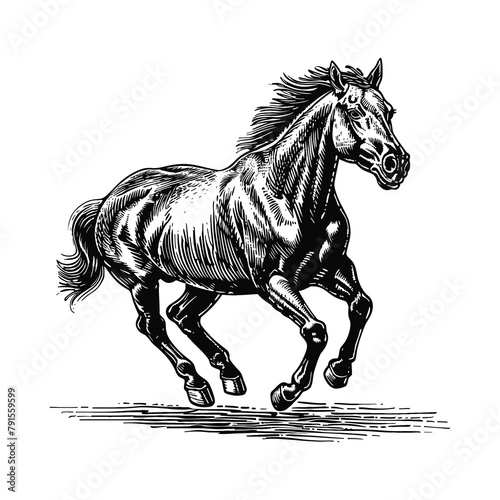 running horse engraving black and white outline