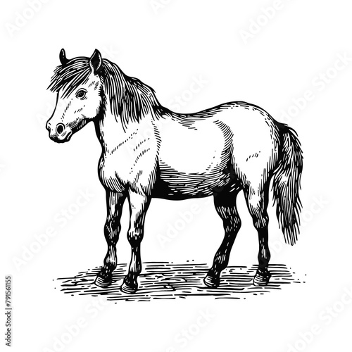 poni small horse engraving black and white outline