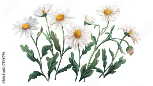 Bouquet of cute daisies chamomile flower and leaves isolated photo
