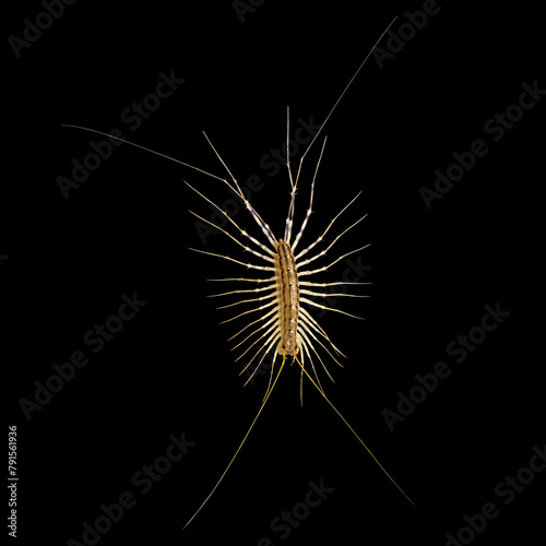 The common flycatcher (lat. Scutigera coleoptrata) is a species of millipede from the order Scutigeromorpha of the class Labiopods. Isolate on a black background. photo