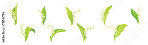 Lily of the Valley Flower on Green Stem with Leaf Vector Set