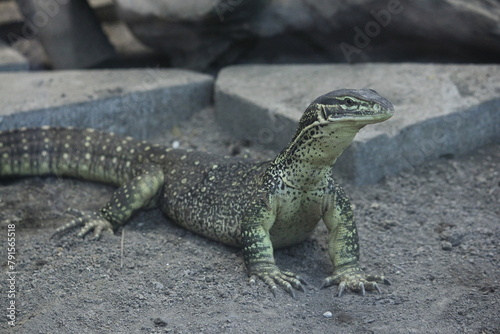 Obraz na plátně The sand goanna (Varanus gouldii), also known commonly as Gould's monitor, the racehorse goanna, and the sand monitor