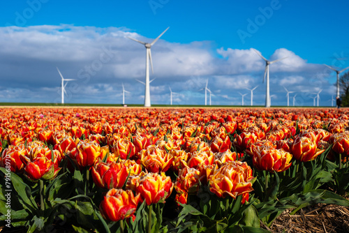 A vibrant field bursting with red and yellow tulips stretches towards distant windmills, their blades turning in the spring breeze photo