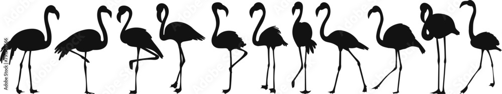 Obraz premium flamingo set silhouette on white background vector