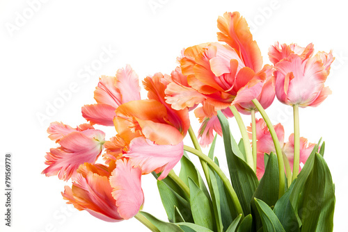 Spring bouquet of Amazing parrot tulips isolated over white background. Floral background. Beautiful tulips close up.