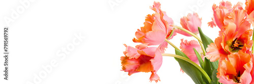 Spring bouquet of Amazing parrot tulips isolated over white background. Floral banner. Beautiful tulips design template.