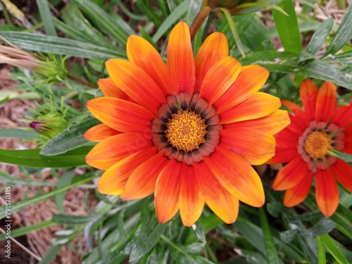 Vibrant yellow and orange Gazania linearis flowers blooming in a garden photo