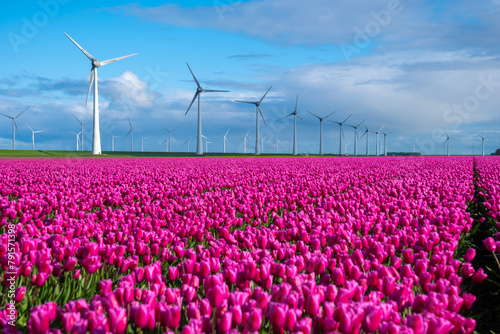 A vibrant field of pink tulips sways gracefully in the wind, with traditional Dutch windmills standing tall in the background, creating a picturesque scene of Spring photo