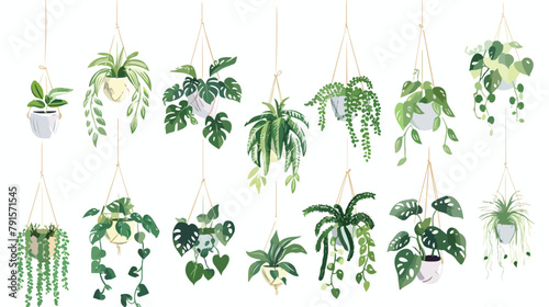 Collection of tropical monstera philodendron pothos  photo