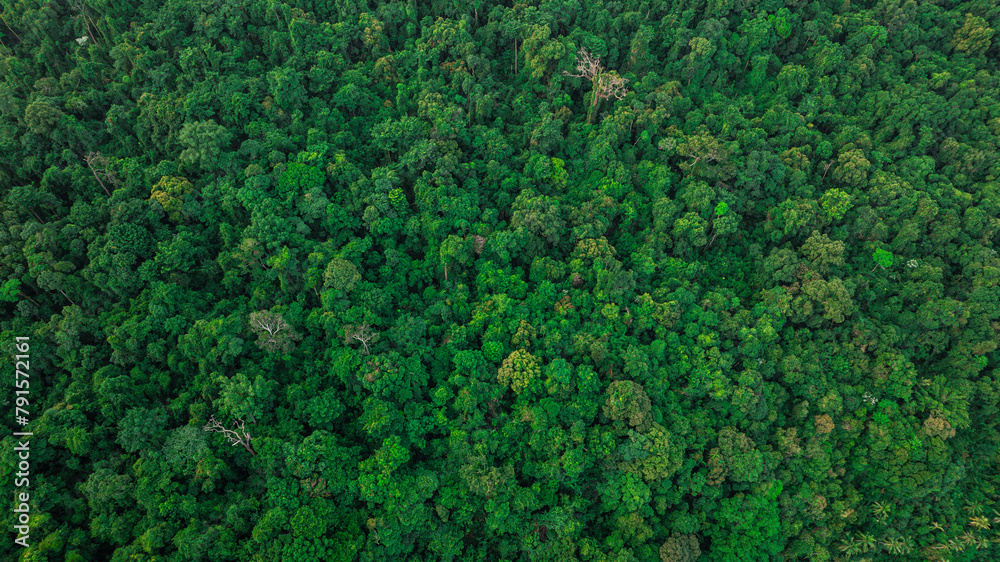 aerial view of dark green forest Abundant natural ecosystems of rainforest. Concept of nature forest preservation and reforestation aerial view of dark green forest Abundant natural ecosystems of rainforest. Concept of nature forest preservation and reforestation