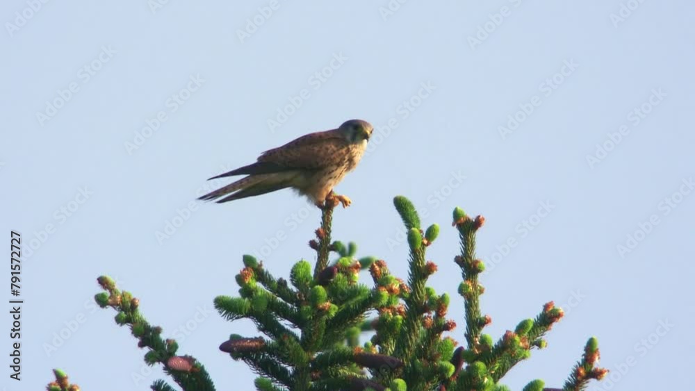 kestrel sitting on a tree and eats a cockchafer kestrel sitting on a tree and eats a cockchafer