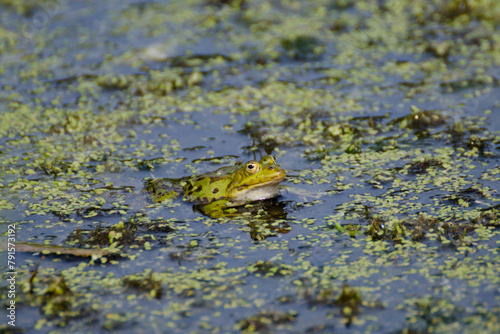 Teichfrosch in einem Tümpel